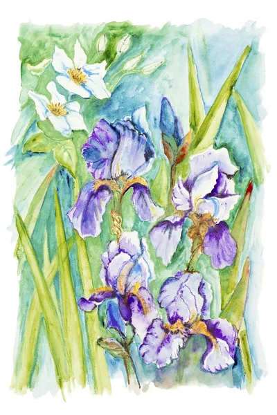 Narcissus en irissen — Stockfoto