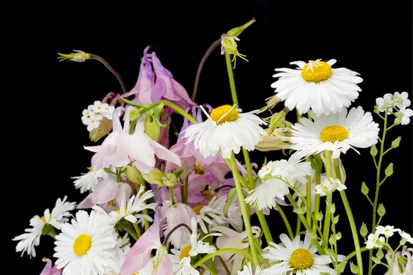 Margeriten in der Nacht — Stockfoto