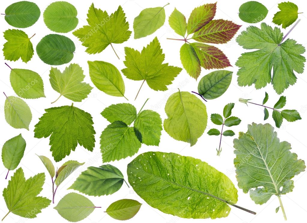 foglie di piante foglie di piante