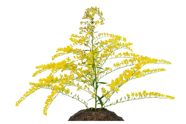 Strange yellow plant — Stock Photo, Image