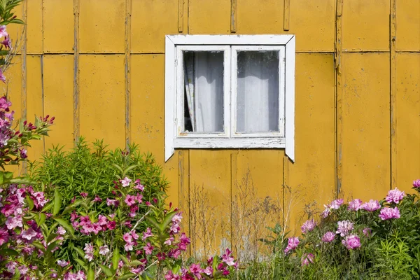 Parete gialla, fiore rosa — Foto Stock