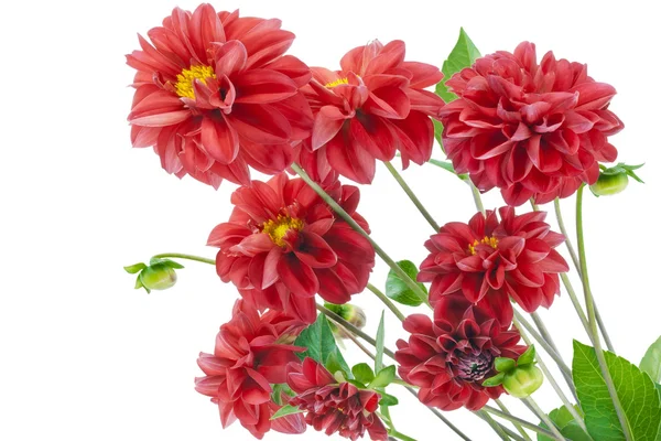 Red flying free dahlias concept — Stock Photo, Image
