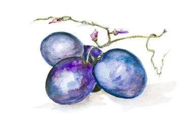 tatlı muscat üzüm izole makro sonu