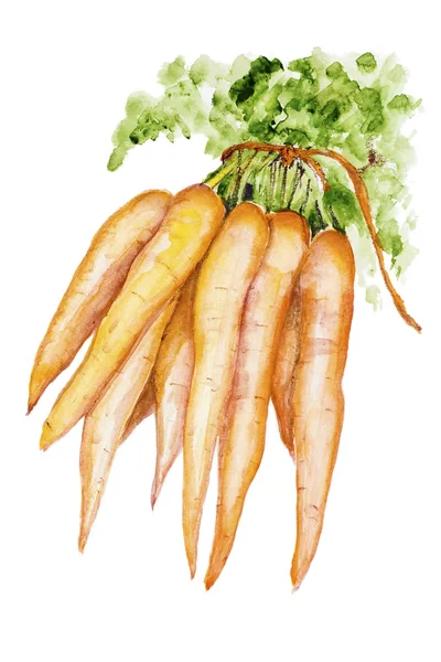 Zanahoria ecológica —  Fotos de Stock