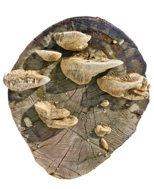 izole bir saplama üzerinde mantar