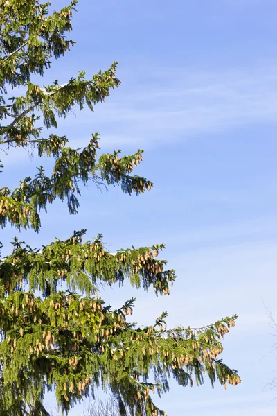 Ramas de abeto verde — Foto de Stock