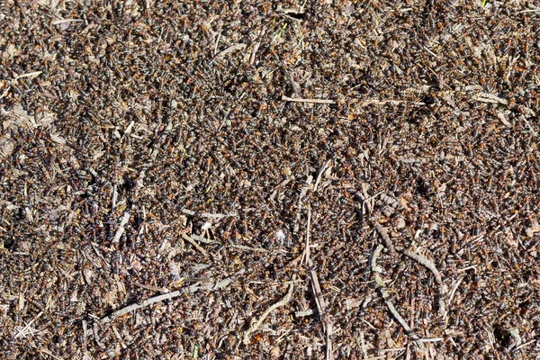 Millions de fourmis rouges — Photo