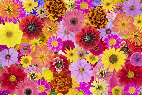 Florales Chaos abstrakte Collage — Stockfoto