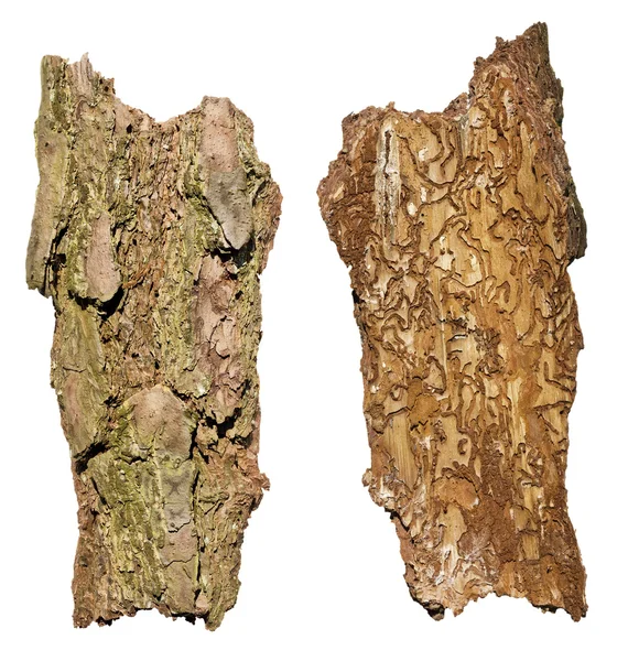 Termites life result concept — Stock Photo, Image
