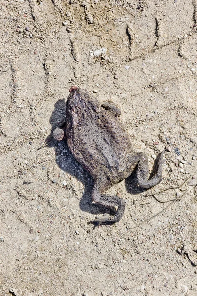 짓 눌린된 개구리 — 스톡 사진