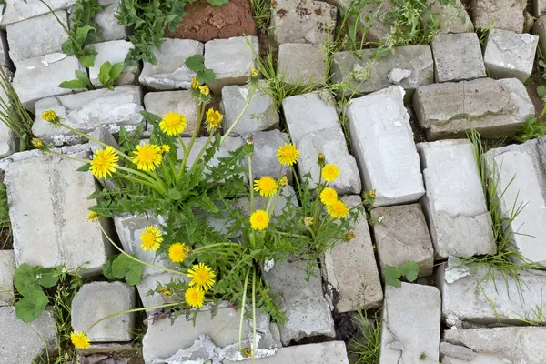 Vie et fleurs plus fortes que la pierre — Photo