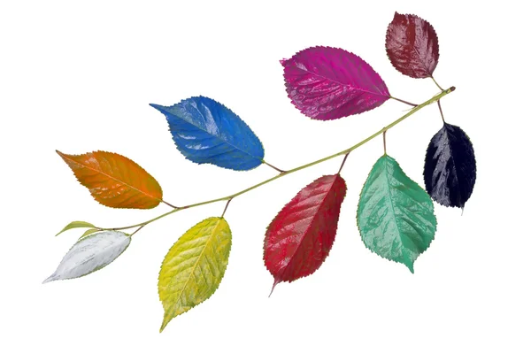 Rainbow colored branch — Stock Photo, Image