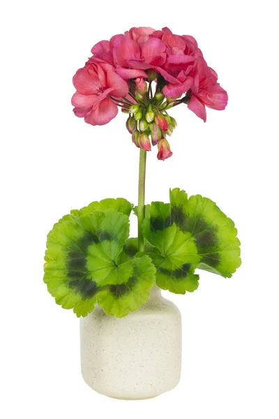 Rosa geranium minimalistisk gren — Stockfoto