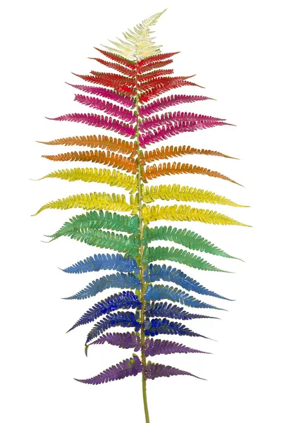 Raibow fern leaf isolerade — Stockfoto