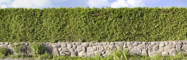 Thuja hedges verde imagem panorâmica — Fotografia de Stock