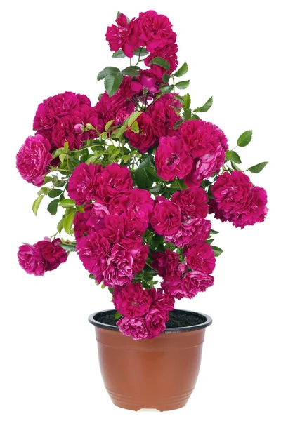 Valentine's pink roses pot — Stock Photo, Image