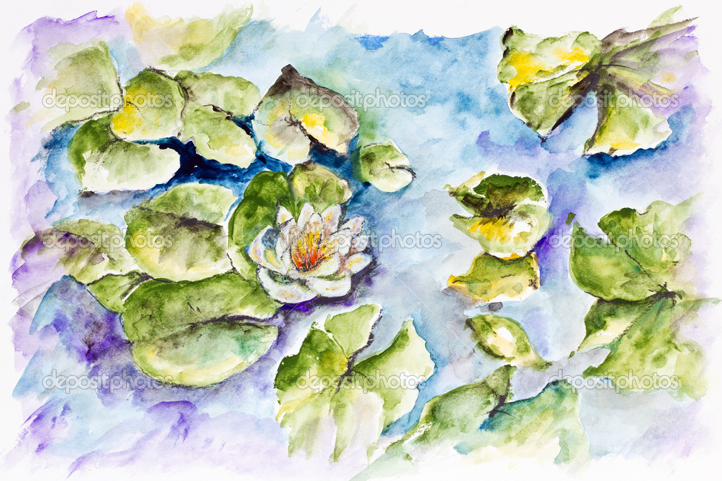 white water lily in small pond