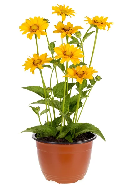 Minimalistický slunečnice — Stock fotografie