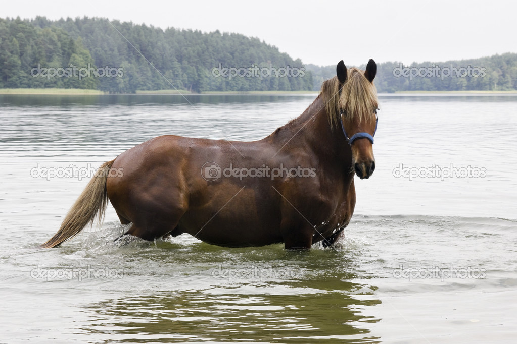 Brown Horse in cold lake
