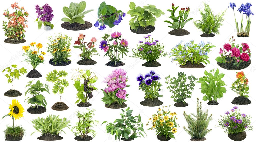 Garden plants grow in soil set — Stock Photo © vilaxlt 30081395