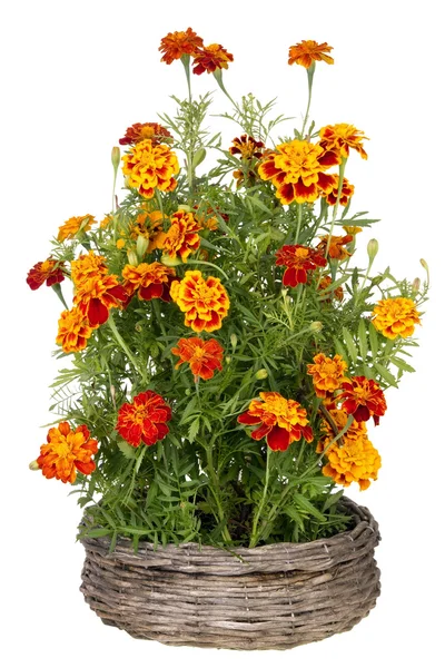 Golden Marigold flowers grow in basket — Stock Photo, Image