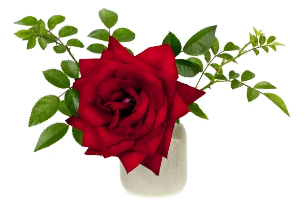 "埃娜哈克内斯"简约湿红玫瑰 — 图库照片