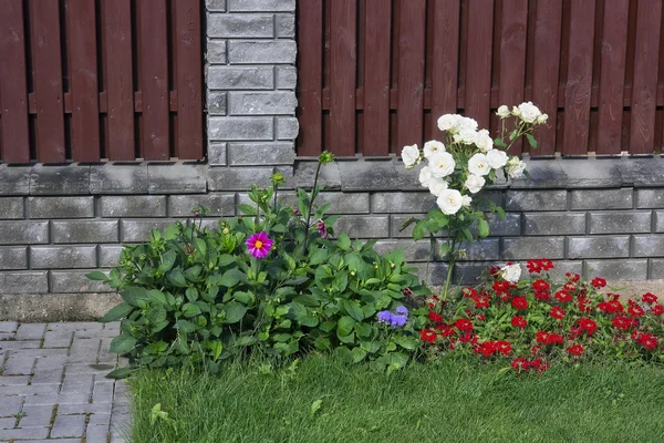 Blumen in der Nähe des ländlichen Zauns — Stockfoto