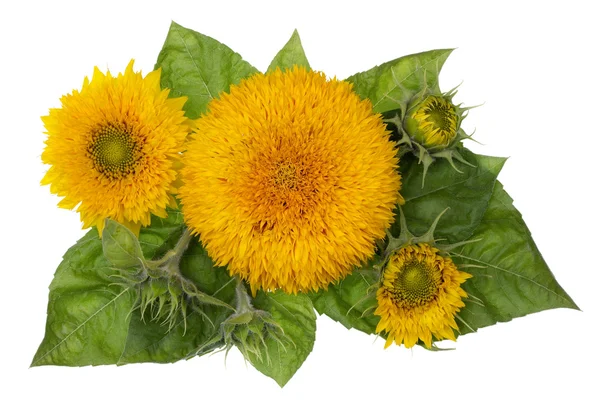 Konzept Sonnenblumen-Banner — Stockfoto