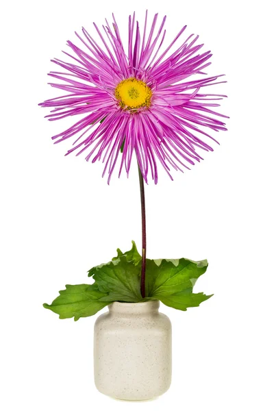 Pink lonely Aster — Stock Photo, Image