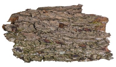 Orman meşe grunge izole afiş