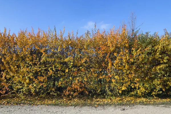 Autumn fence — Stock Photo, Image