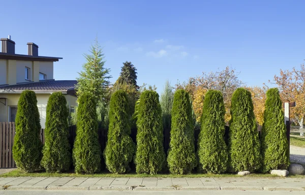 Groene hek van bomen — Stockfoto