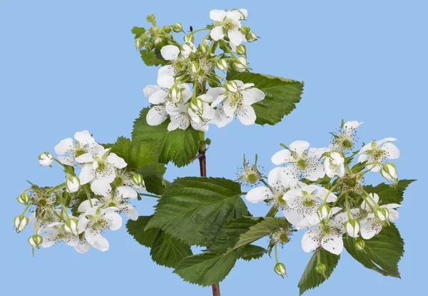 Spring raspberry — Stock Photo, Image