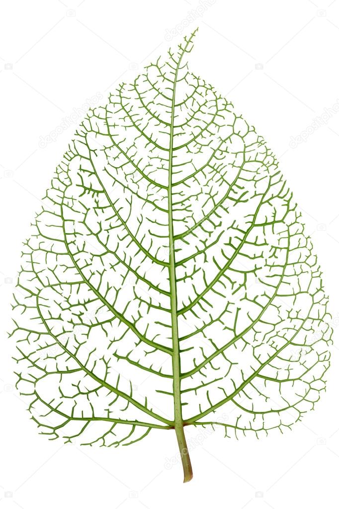 Leaf skeleton veins