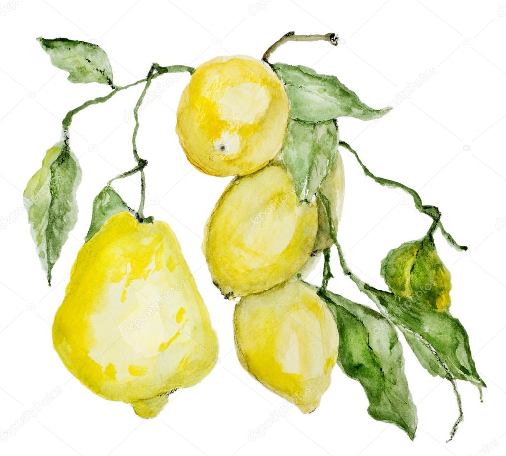 Branch of ripe sour lemons