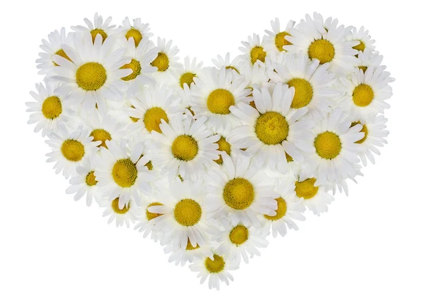 Heart from daisies isolated — Stock Photo, Image