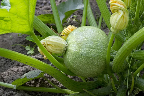 Green pumpkin embryo — Stock Photo, Image