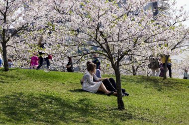sevgi dolu bir çift sittings altında Japon çiçekleri kiraz 