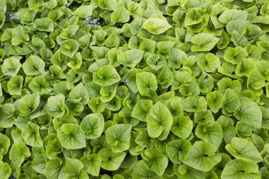 arka plan bahar yaprakları