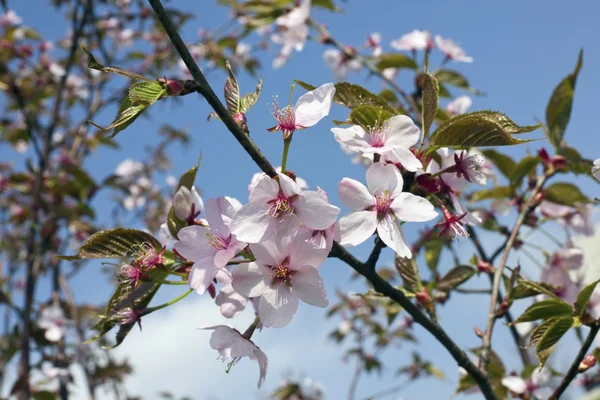 Bloesems Japanse sakura — Stockfoto