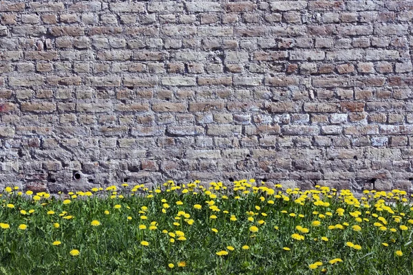 Vieux mur de briques jaunes et pissenlits — Photo