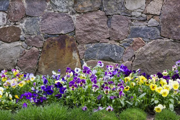 Parete di granito e viole del pensiero — Foto Stock