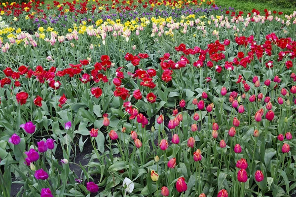Los tulipanes crecen en los campos camas —  Fotos de Stock
