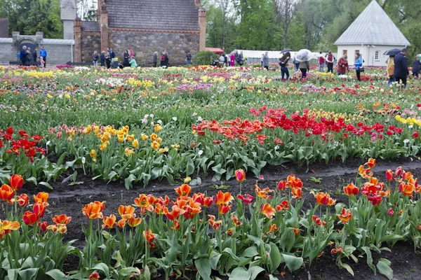 Festival de tulipas de primavera na aldeia — Fotografia de Stock