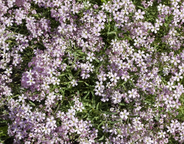 Roze myosotis voorjaar achtergrond — Stockfoto