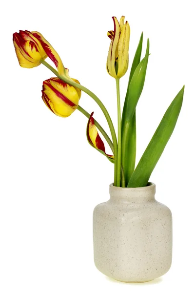 Drie vreemde tulpen — Stockfoto