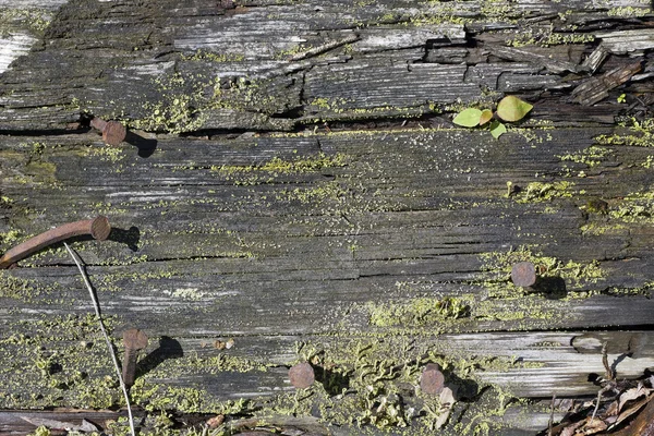 Mouldering wooden board — Stock Photo, Image