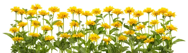 Mini zonnebloemen geïsoleerde lijn — Stockfoto