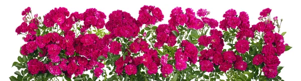Rosa rose grande linea isolata — Foto Stock