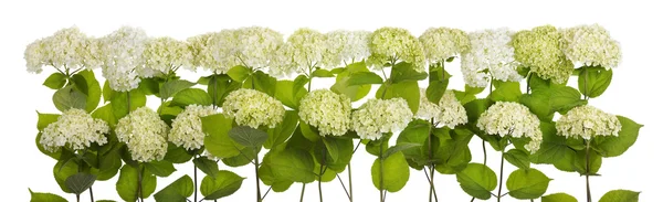 Rouw witte en groene bloemen lijn geïsoleerd — Stockfoto